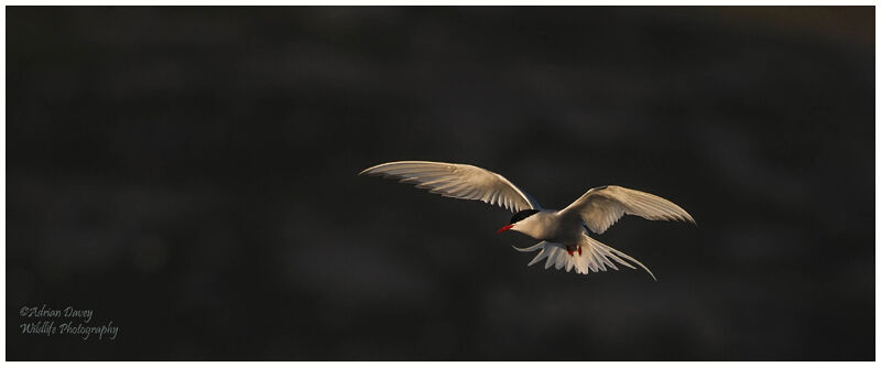 Arctic Tern