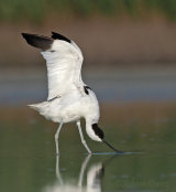 Hungary Birds