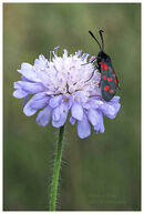 Six Spot Burnet Moth on Scabious.