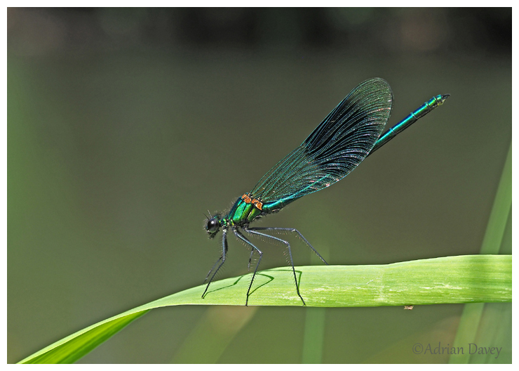 Banded Demoiselle