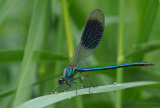 Banded Demoiselle