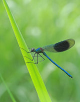 Banded Demoiselle