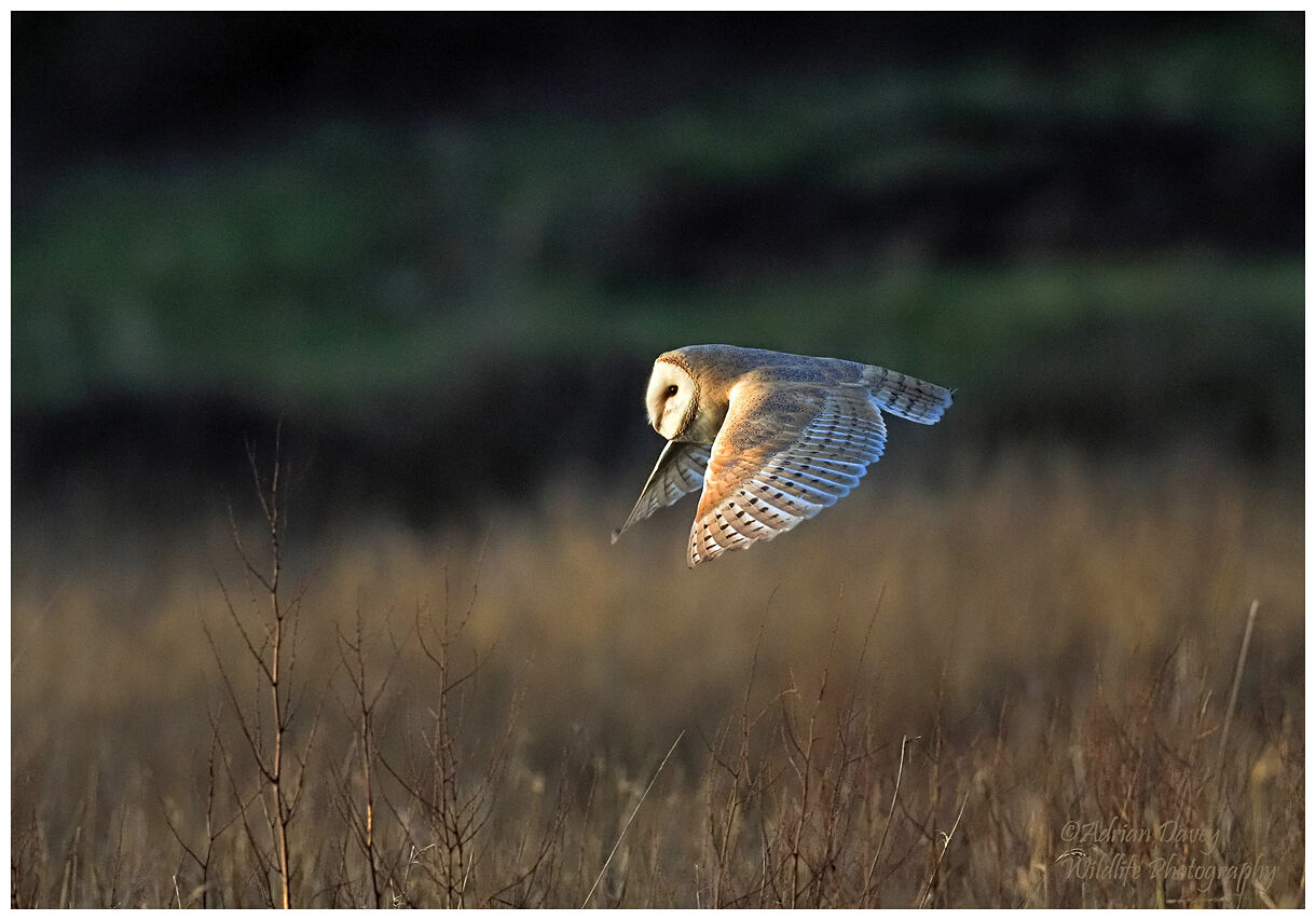 Barn Owl  hunting in evening light