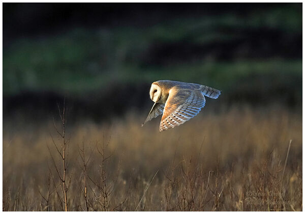 Barn Owl  hunting in evening light