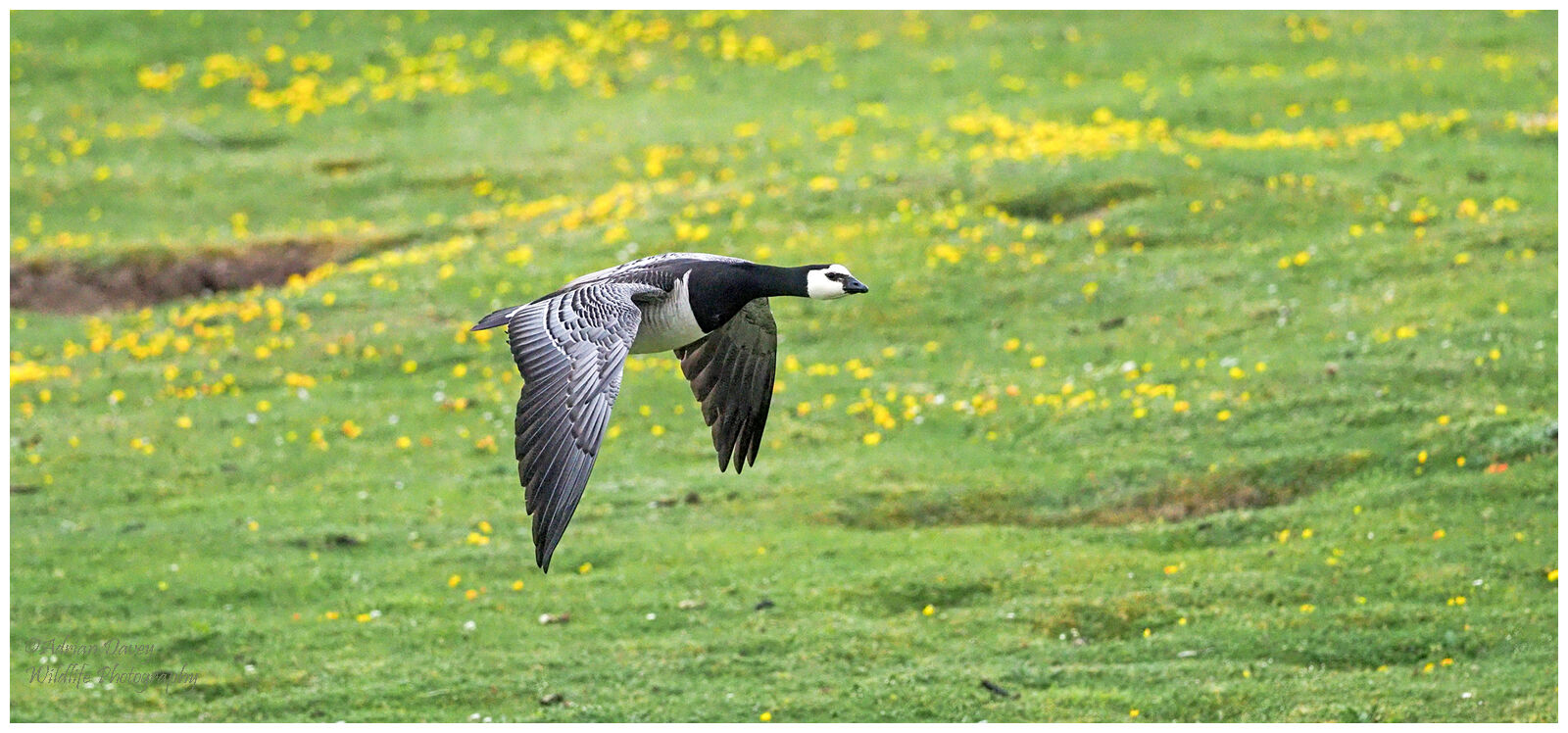 Barnacle Goose