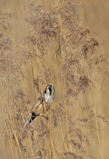 Radipole & Lodmoor