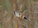 Radipole & Lodmoor
