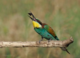 Hungary Birds