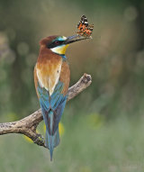Hungary Birds
