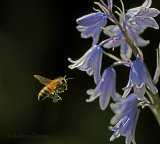 Lockdown Garden Wildlife 2
