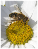 Bee on Daisy