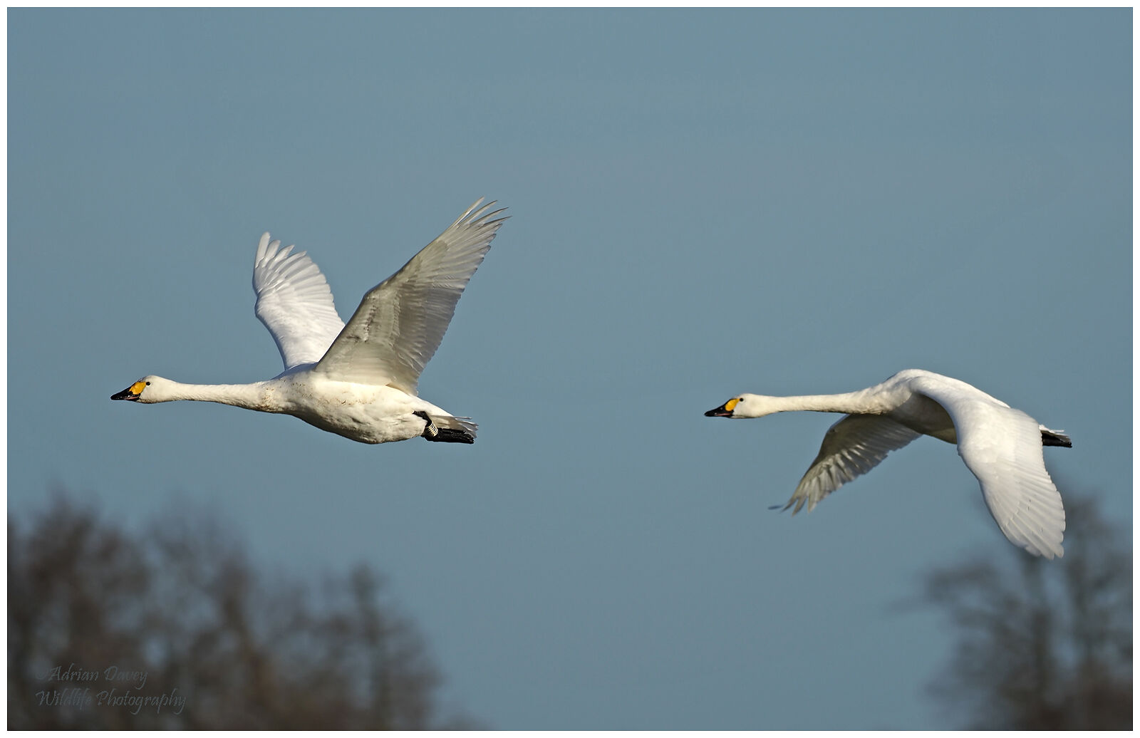 Bewick's Swan flight