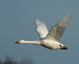 Slimbridge