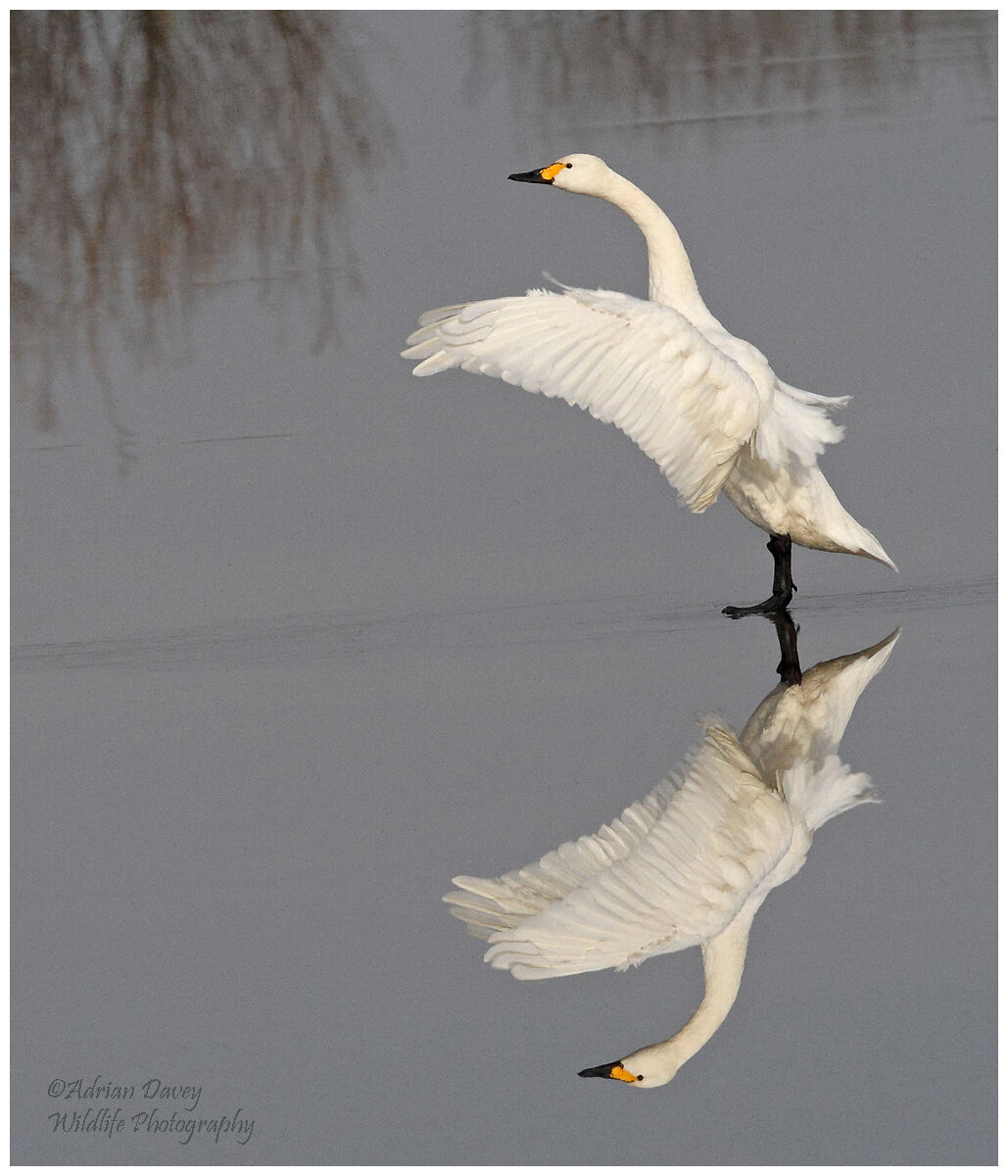 Bewicks Swan on Ice