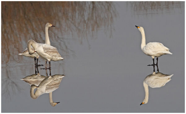 Bewicks Swan on Ice