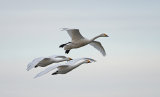 Slimbridge