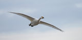 Slimbridge