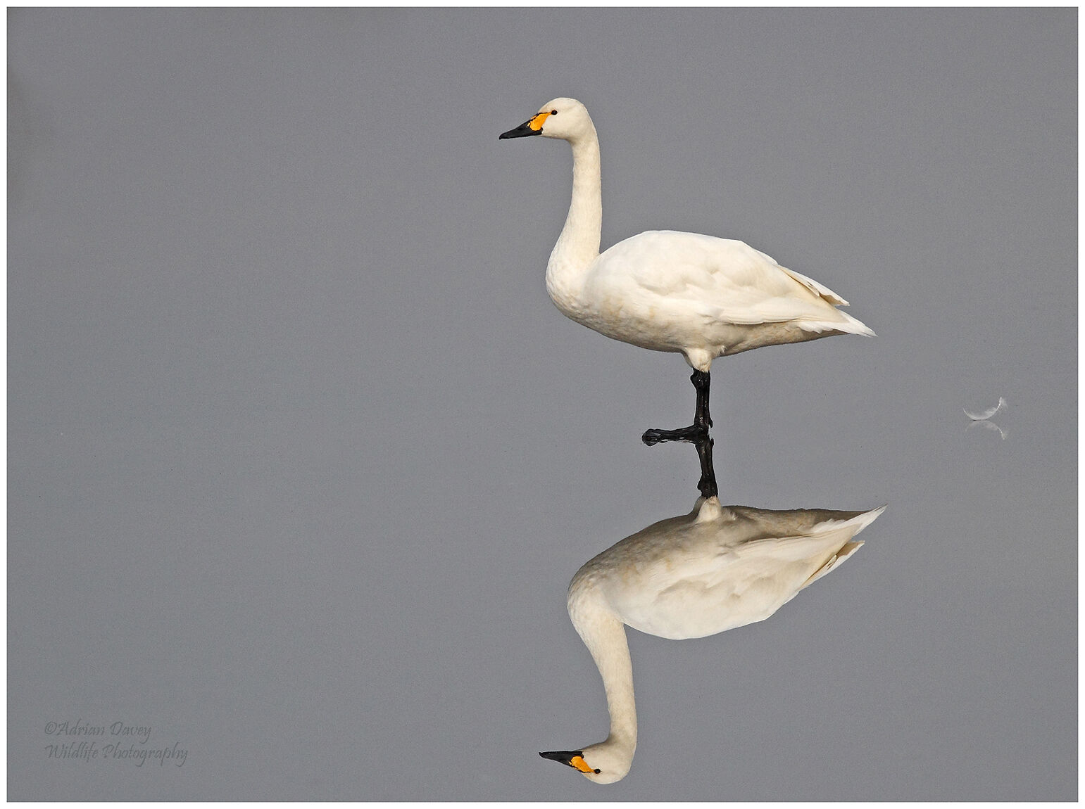 Bewicks Swan on Ice