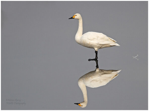 Bewicks Swan on Ice