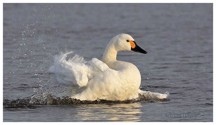 Bewicks Swan bathing 1