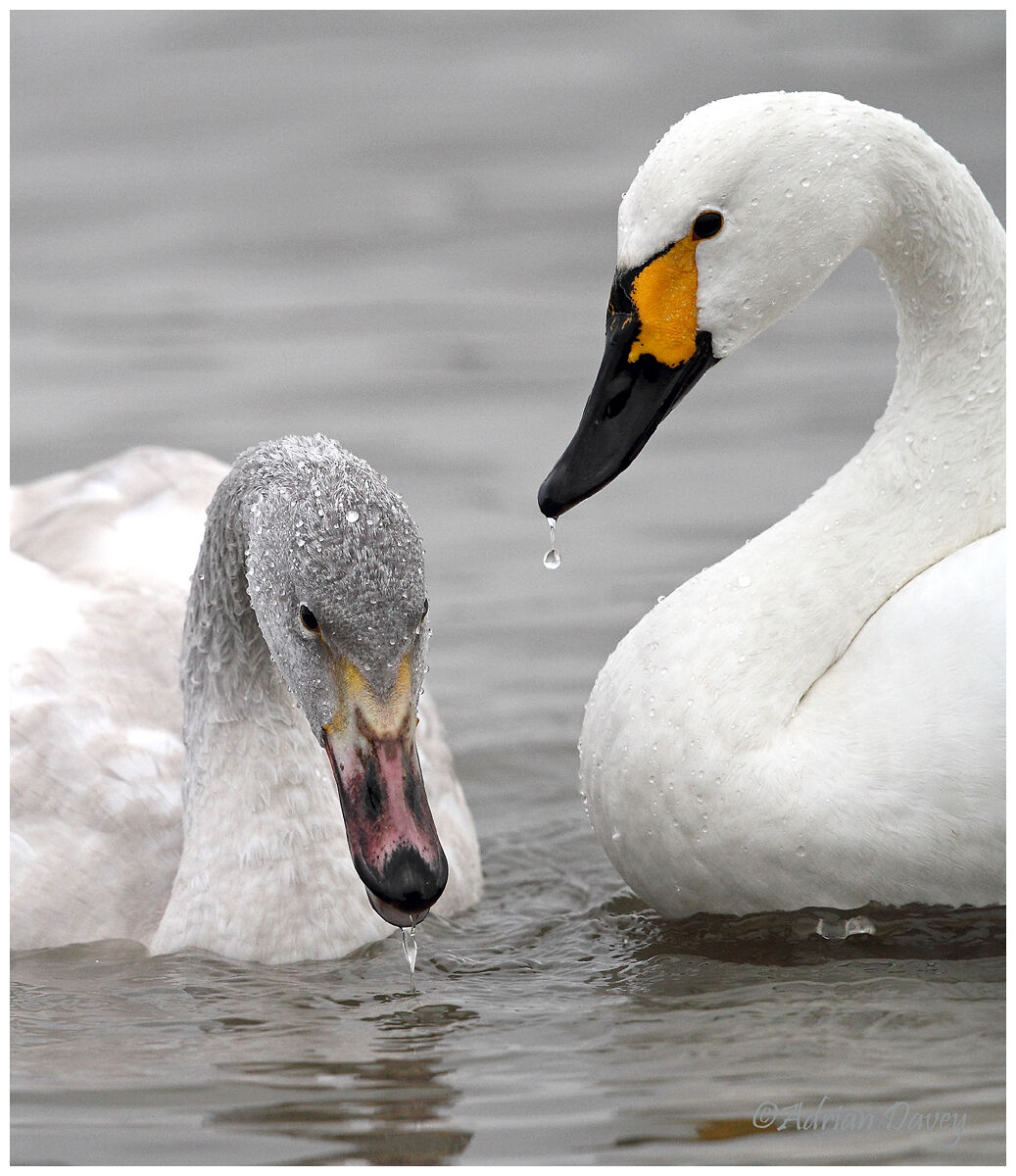 Bewicks Swan, Adult and Juvenile