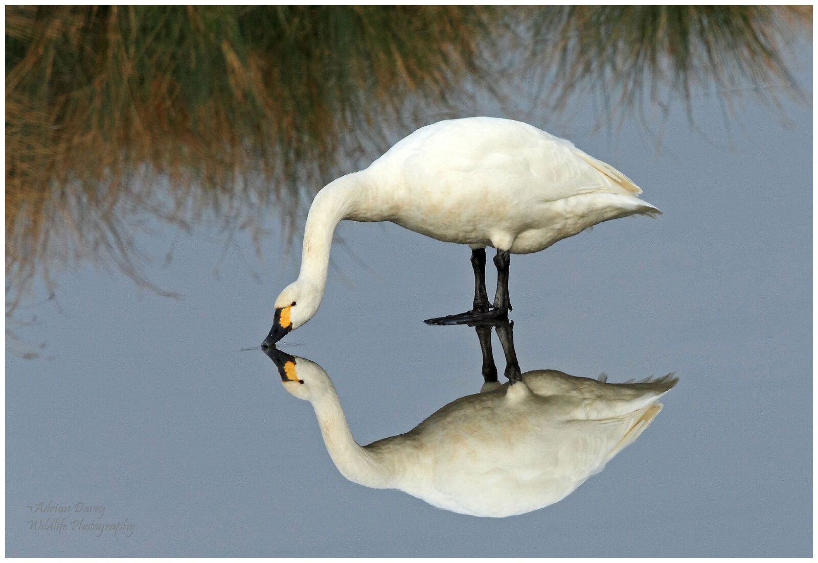 Bewicks Swan on Ice