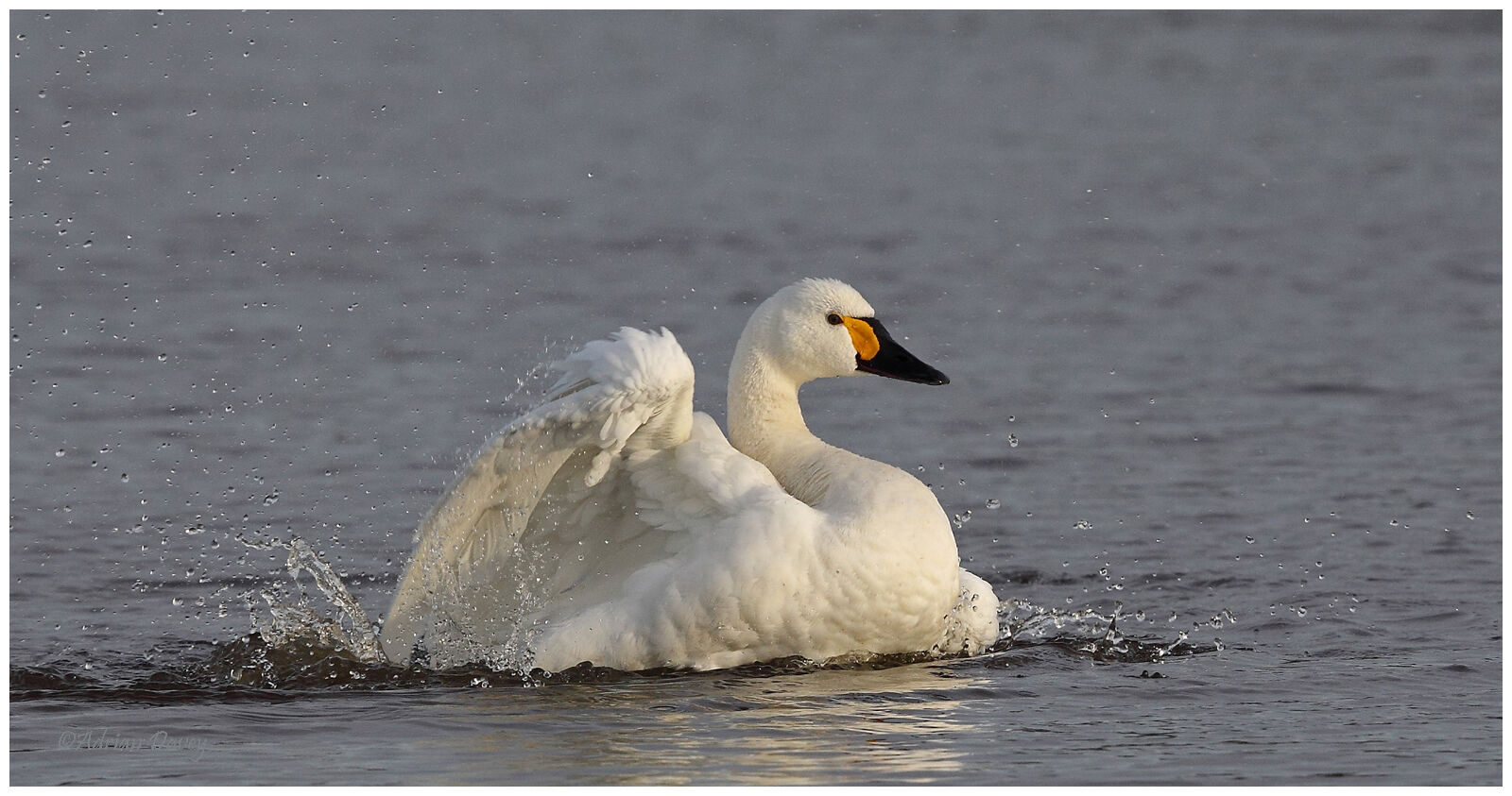 Bewicks San bathing