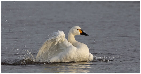 Bewicks Swan bathing