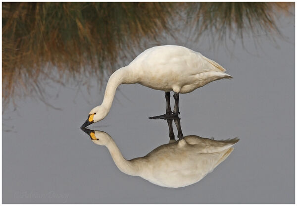 Bewicks Swan on Ice