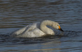 Slimbridge