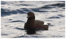 Black Guillimot