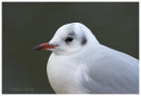 Black Headed Gull