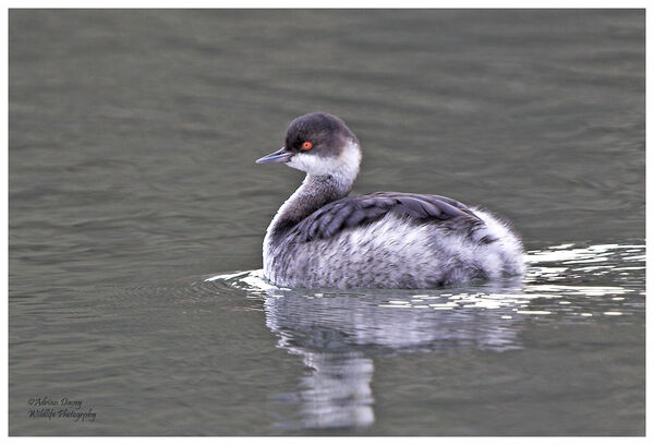 Black Necked Grebe