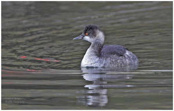 Black Necked Grebe