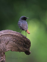 Hungary Birds