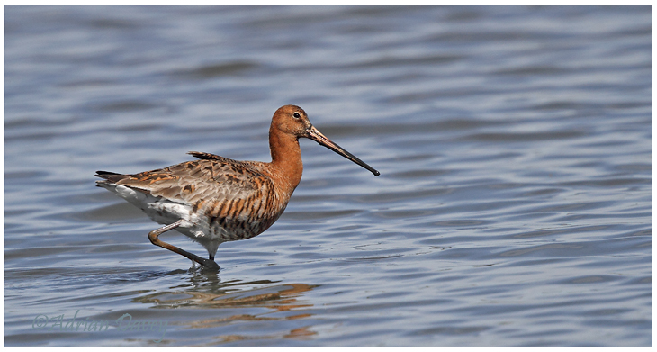 Black Tailed Godwit