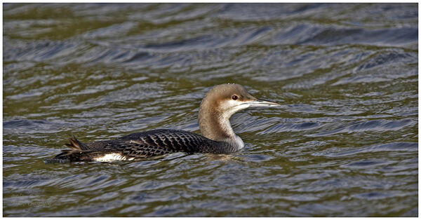 Black Throated Diver