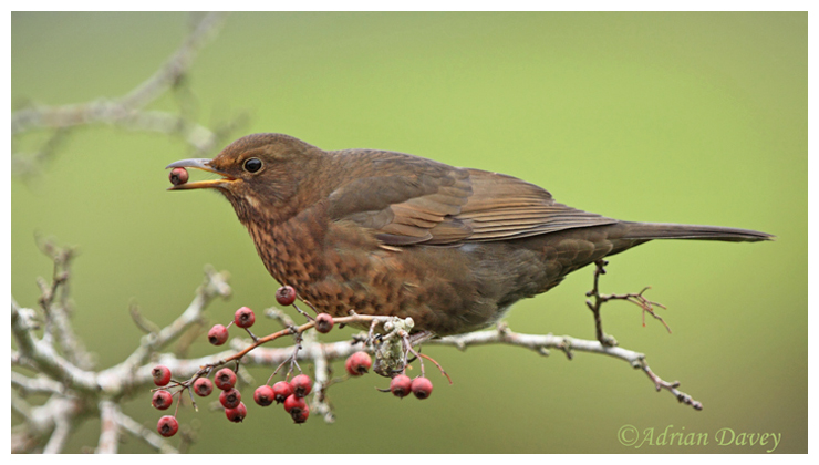 Female Blackbird eating berries