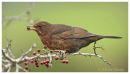Female Blackbird eating berries
