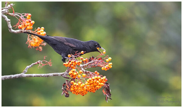Male Blackbird feeding on berries.