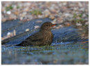 Blackbird female bathing