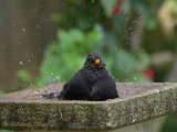 Blackbird bathing