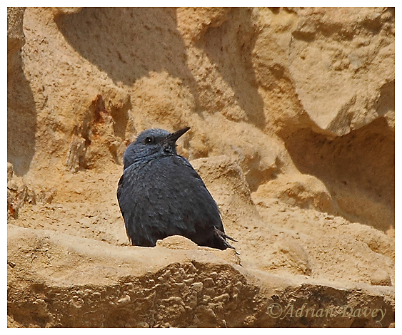 Male Blue Rock Thrush