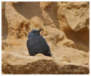 Male Blue Rock Thrush