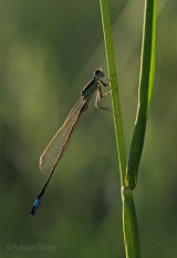 More home wildlife