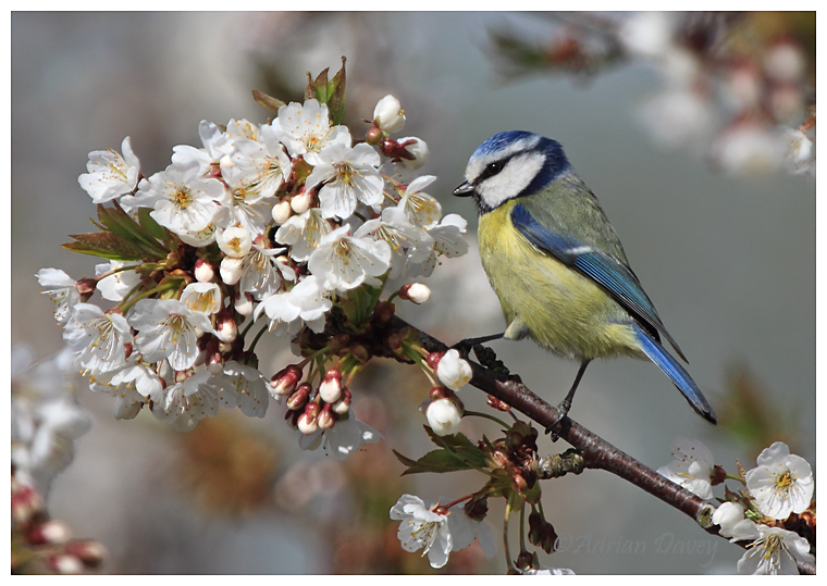 Blue Tit and Blossom
