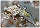 Blue Tit and Blossom