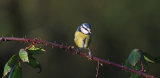 A new Year, garden birds.