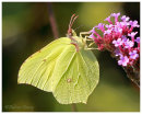 Brimstone