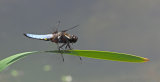 More home wildlife